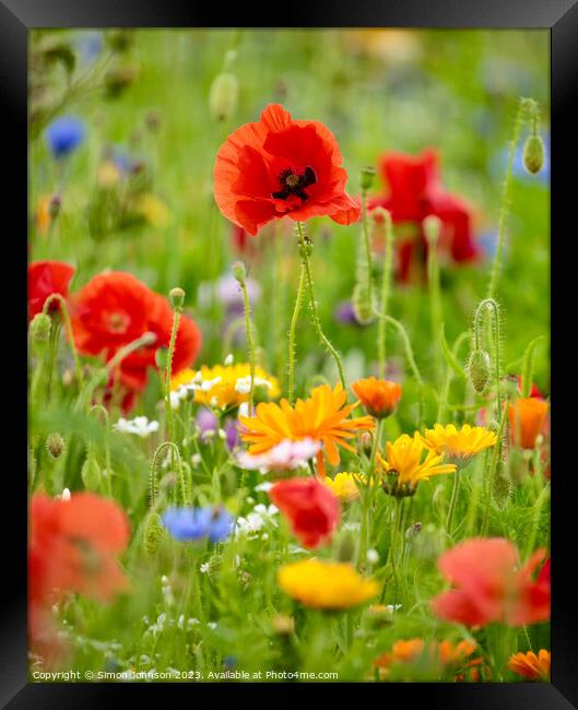 Poppies and wild flowers Framed Print by Simon Johnson