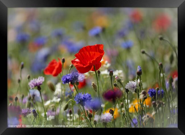 Poppy in wild flower meadow flower Framed Print by Simon Johnson