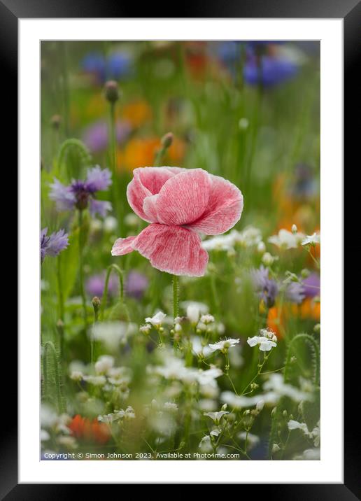 Poppy flower  Framed Mounted Print by Simon Johnson