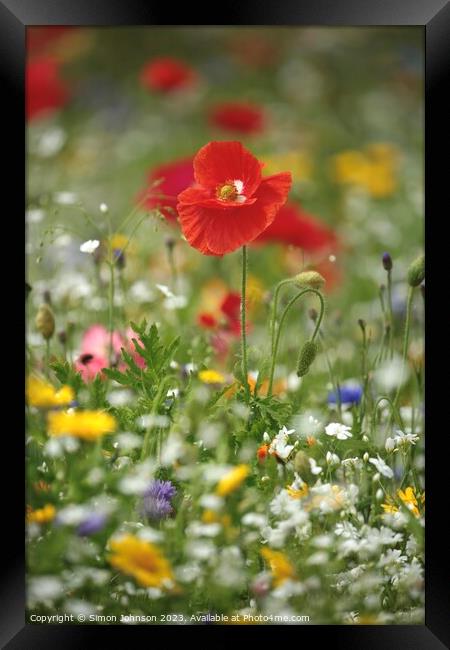 Plant flower Framed Print by Simon Johnson