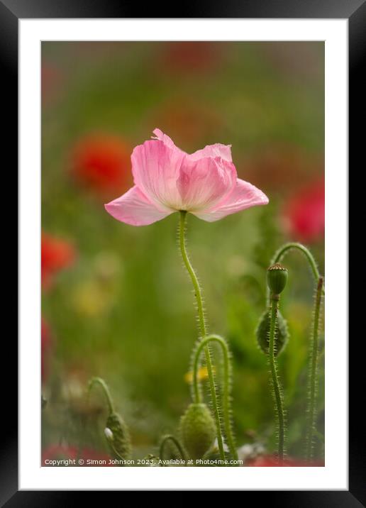 pink Poppy Framed Mounted Print by Simon Johnson