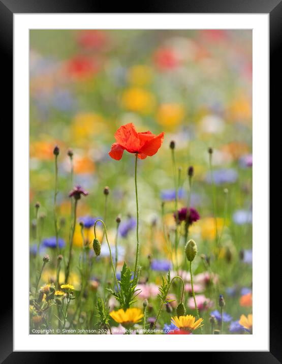 Unveiling Nature's Delicate Corn Poppy Framed Mounted Print by Simon Johnson