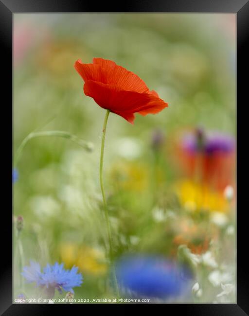  wind blown Poppy flower Framed Print by Simon Johnson
