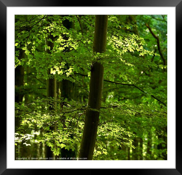 woodland light Framed Mounted Print by Simon Johnson