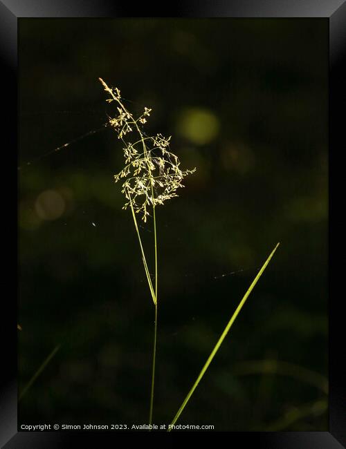 sunlit grass Framed Print by Simon Johnson