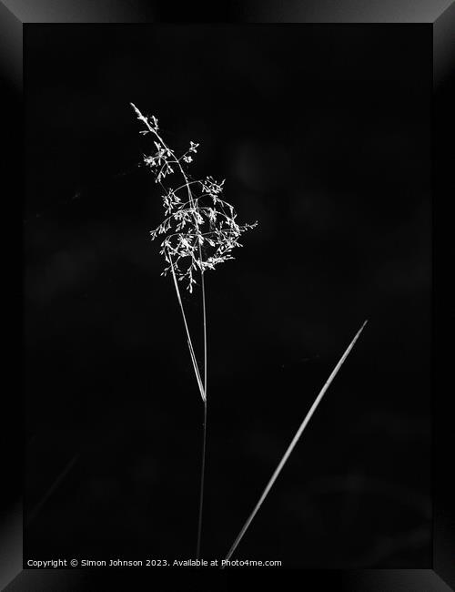 sunlit grass Framed Print by Simon Johnson