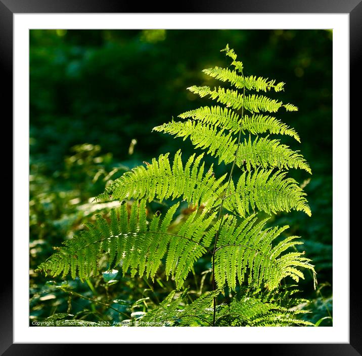 sunlit fern  Framed Mounted Print by Simon Johnson