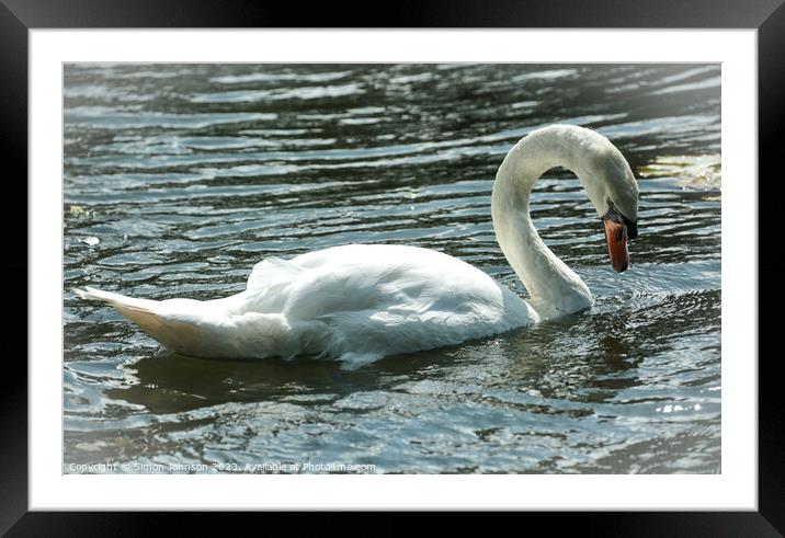 Reflective swan Framed Mounted Print by Simon Johnson