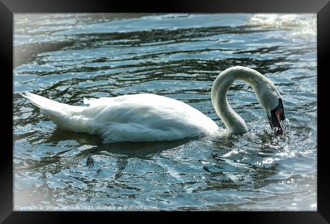 A swan swimming in a body of water Framed Print by Simon Johnson