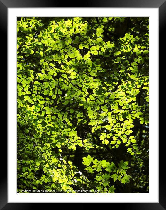 sunlit leaves Framed Mounted Print by Simon Johnson