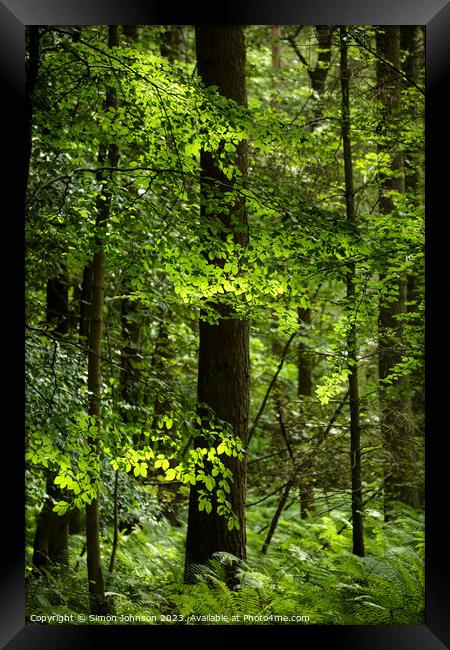 sunlit leaves Framed Print by Simon Johnson