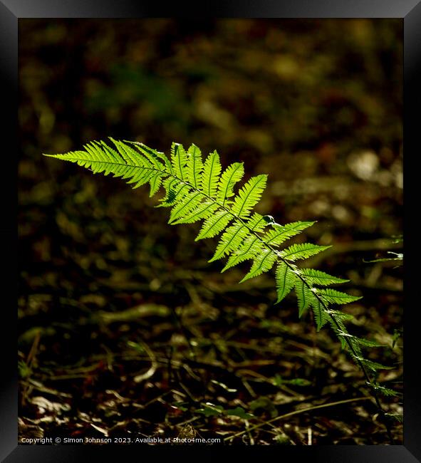 Plant leaves Framed Print by Simon Johnson