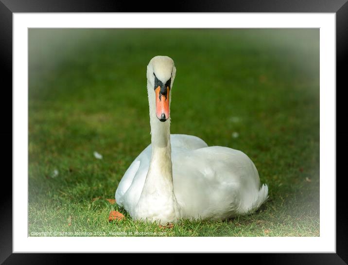 A bird sitting on top of a grass covered field Framed Mounted Print by Simon Johnson