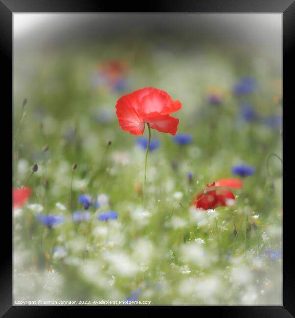  Poppy flower with soft focus Framed Print by Simon Johnson