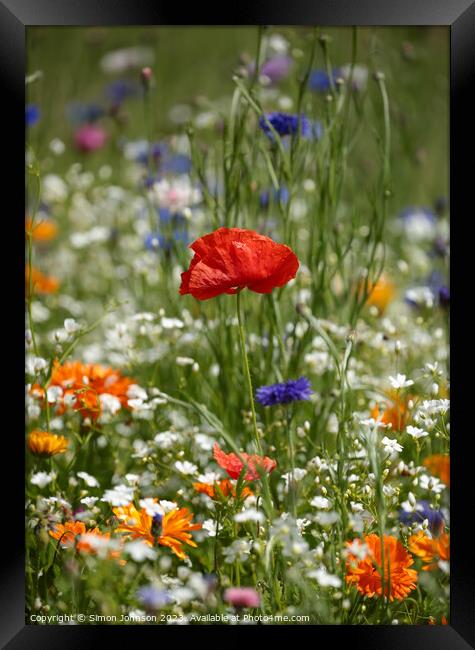 meadow flower close up Framed Print by Simon Johnson