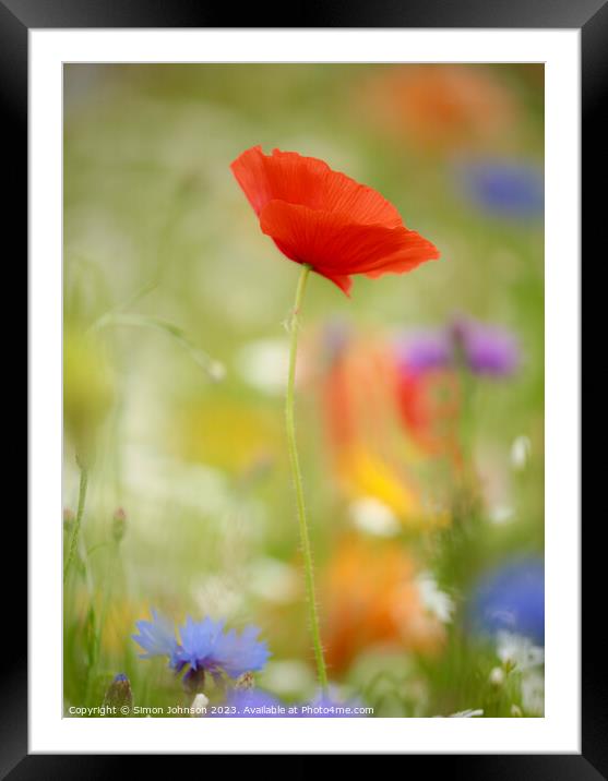 poppy flower with soft focus Framed Mounted Print by Simon Johnson