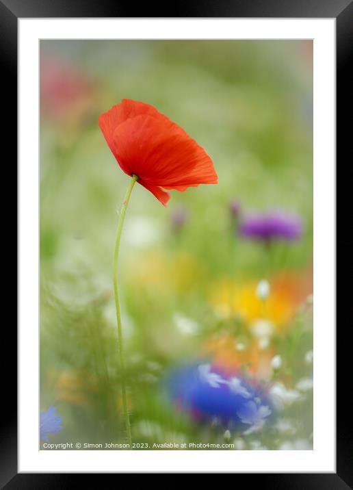 Poppy Flower  with soft focus Framed Mounted Print by Simon Johnson