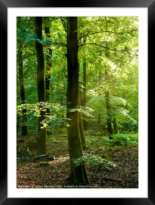 Psunlit woodland Framed Mounted Print by Simon Johnson