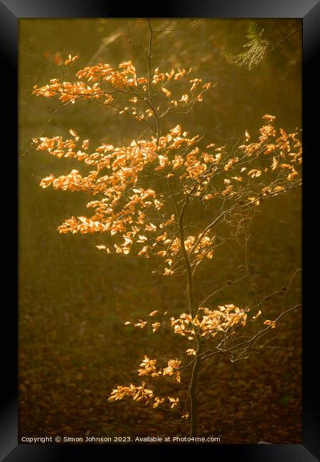 sunlit autumnal leaves Framed Print by Simon Johnson