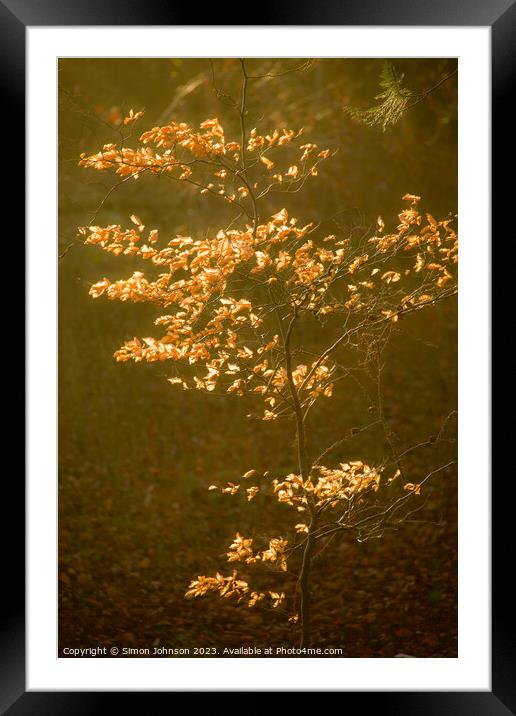 sunlit autumnal leaves Framed Mounted Print by Simon Johnson