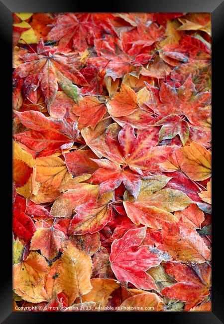  Frosted autumnal; leaves Framed Print by Simon Johnson