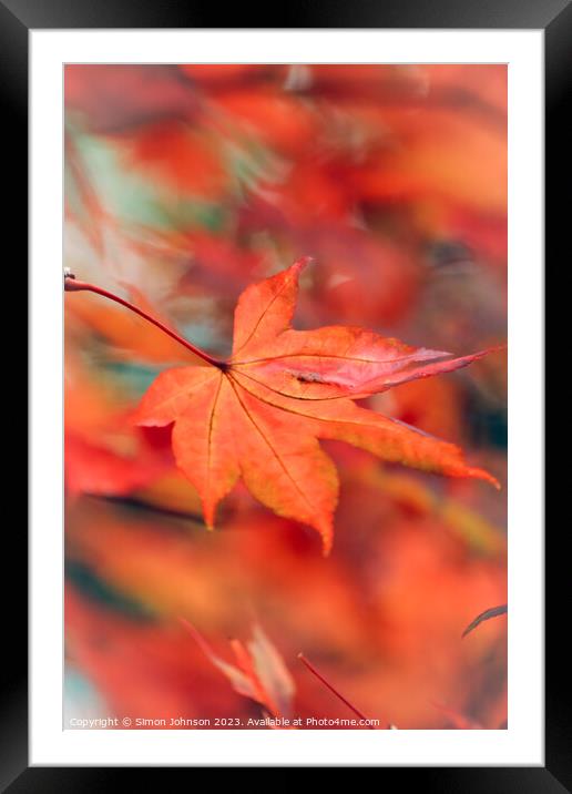 Autumn acer leaf Framed Mounted Print by Simon Johnson