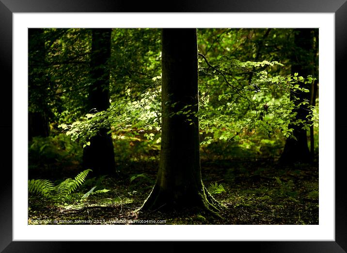 Sunlit leaves and ferns Framed Mounted Print by Simon Johnson