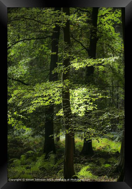 sunlit woodland Framed Print by Simon Johnson