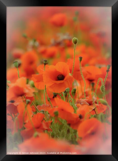 Poppy flower soft focus Framed Print by Simon Johnson