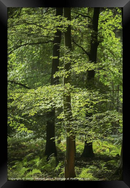 Sunlit woodland  Framed Print by Simon Johnson