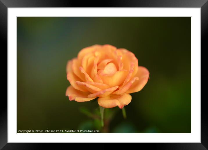 Orange rose with soft focus  Framed Mounted Print by Simon Johnson