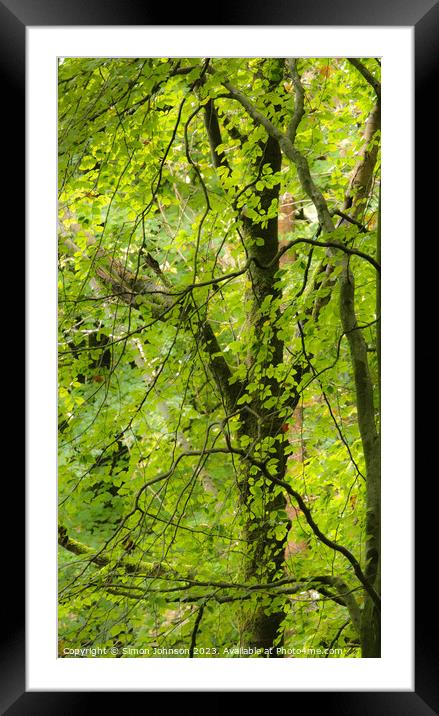 Plant leaves Framed Mounted Print by Simon Johnson