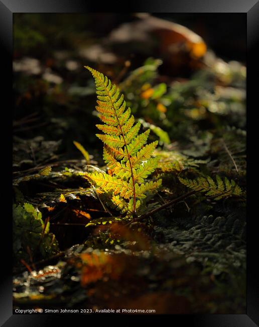 Sunlit fern Framed Print by Simon Johnson
