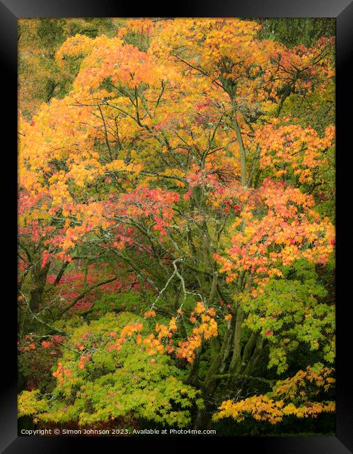 Autumn acer trees Framed Print by Simon Johnson