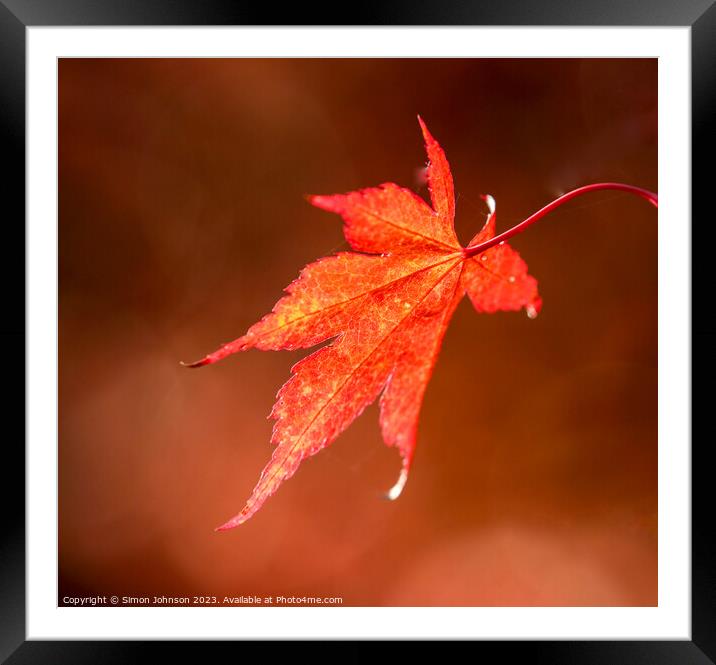 Plant leaves Framed Mounted Print by Simon Johnson