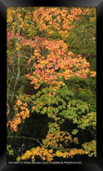 Autumnal Acer leaves  Framed Print by Simon Johnson