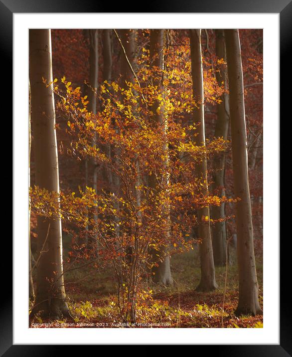 Sun Autumn tree and leaves  Framed Mounted Print by Simon Johnson