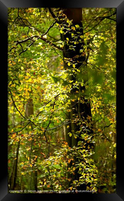 Sunlit Leaves  Framed Print by Simon Johnson