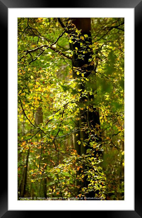 Sunlit Leaves  Framed Mounted Print by Simon Johnson