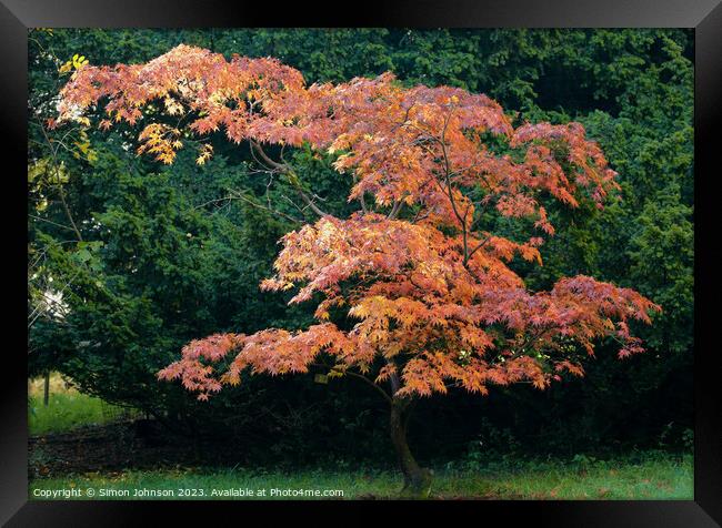 Acer tree in autumn  Framed Print by Simon Johnson