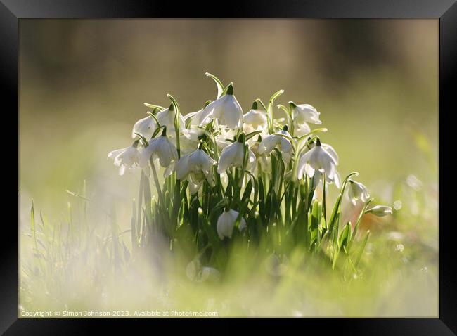 Low angle view of Snowdrops Framed Print by Simon Johnson