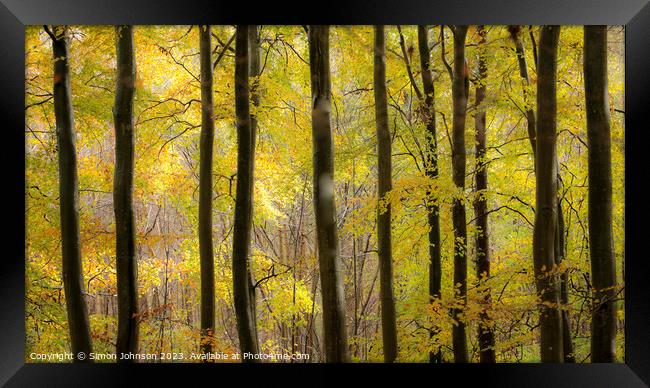 Beech woodland autumn Framed Print by Simon Johnson