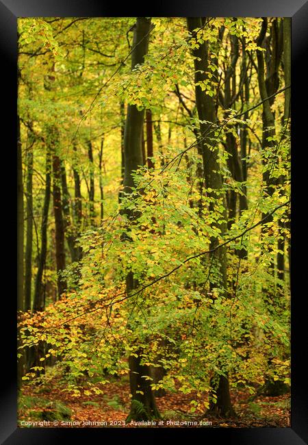 Beech woodland  Framed Print by Simon Johnson