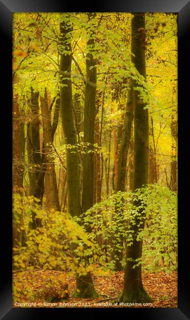 Beech Woodland  Framed Print by Simon Johnson