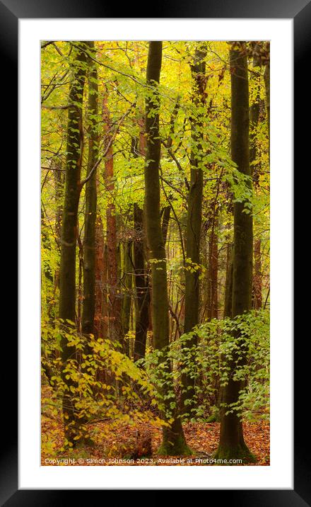 Beech woodland  Framed Mounted Print by Simon Johnson