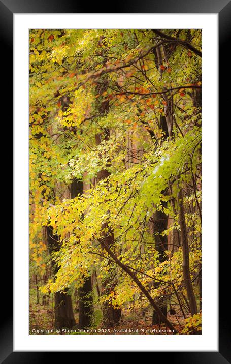 Beech woodland in autumn  Framed Mounted Print by Simon Johnson