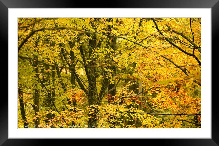 Autumn woodland canopy  Framed Mounted Print by Simon Johnson