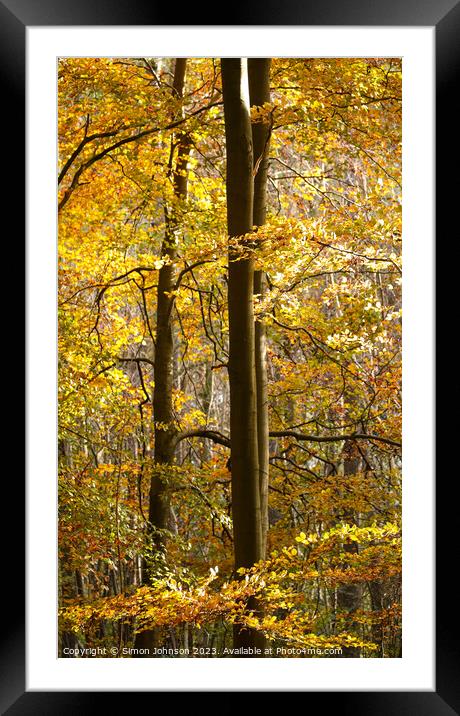 Autumn Gold Framed Mounted Print by Simon Johnson