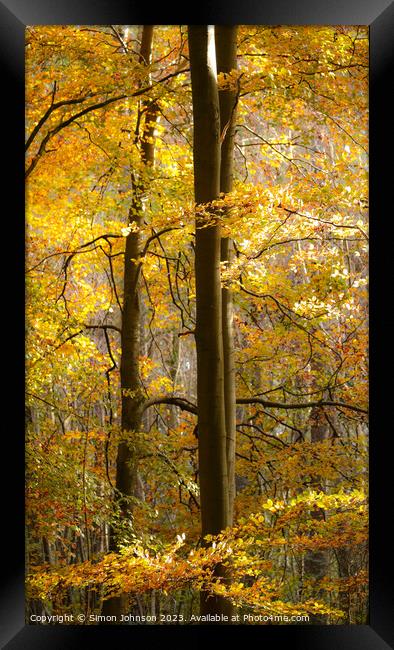 Golden Woodland with Soft focus Framed Print by Simon Johnson