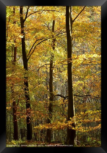 Sunlit Trees Framed Print by Simon Johnson